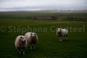 Moutons de la ferme eolienne - Grand Nord - Ecosse