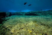 Les habitants du site archeologique  sous marin - Yonaguni - Okinawa