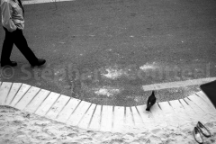 les habitués de Paris plage