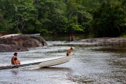 Chien intrepide - Guyane