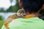 Enfant et singe ecureil ou Saimiri  - Guyane