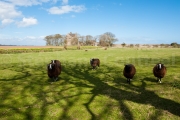 Arbre a moutons - Crail - Ecosse