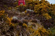 Telephone rouge - Phone box - Loch Eriboll - Ecosse