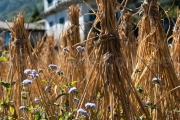 Fagots de paille de riz - Nagaland - Inde