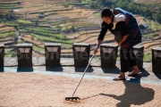 Ratissage du riz lors du sechage -Nagaland - Inde