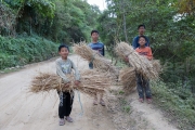 Paille pour decoration de Noel - Nagaland - Inde