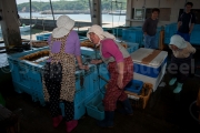 Ama au marche au poissons - Osatsu - Japon