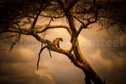 Léopard - Tanzanie - Parc national du Serengeti