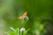 Papillon lucine - Guyane