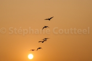 Vol de nuit - Keoladeo national park - Barathpur - Inde