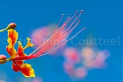 Fleur du flamboyant - Plantation Guerlain - Mayotte