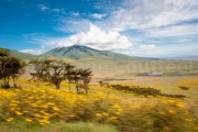 Impression de Savane - Tanzanie - Ngorongoro conservation area