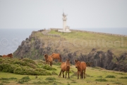 Chevaux de yonaguni - Okinawa