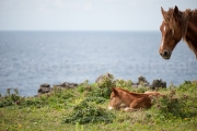 Chevaux de yonaguni - Okinawa